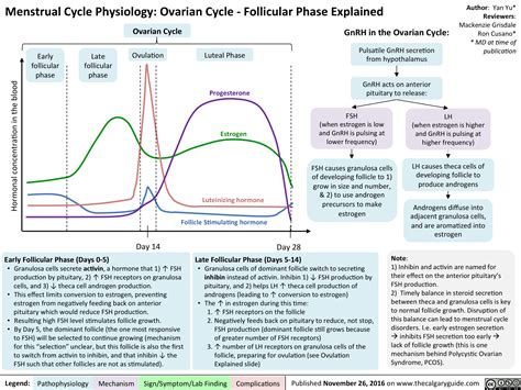 Menstrual Cycle Physiology: Ovarian Cycle – Follicular Phase Explained ...