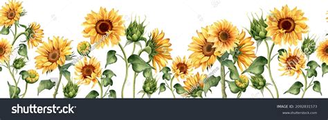 Sunflower Seamless Border Floral Illustration Paper Stock Illustration 2092831573 | Shutterstock