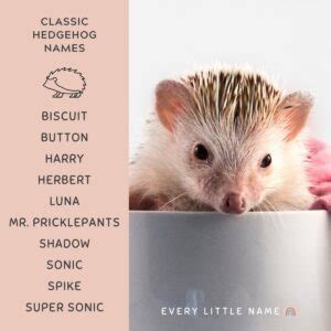 170+ Best Hedgehog Names (Cute, Funny, and Classic) - Every Little Name