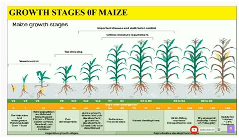 Maize crops | Quality Silage