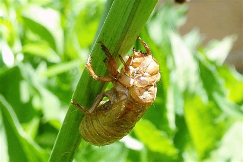 The Differences Between Cicadas and Locusts - Owlcation