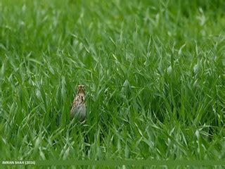 Tree Pipit (Anthus trivialis) | Tree Pipit (Anthus trivialis… | Flickr