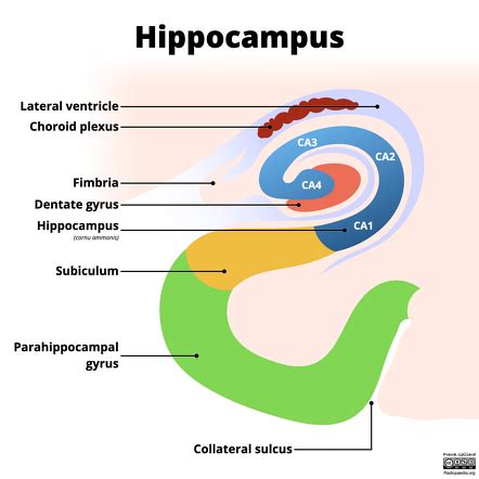 Hippocampus Anatomy Coronal