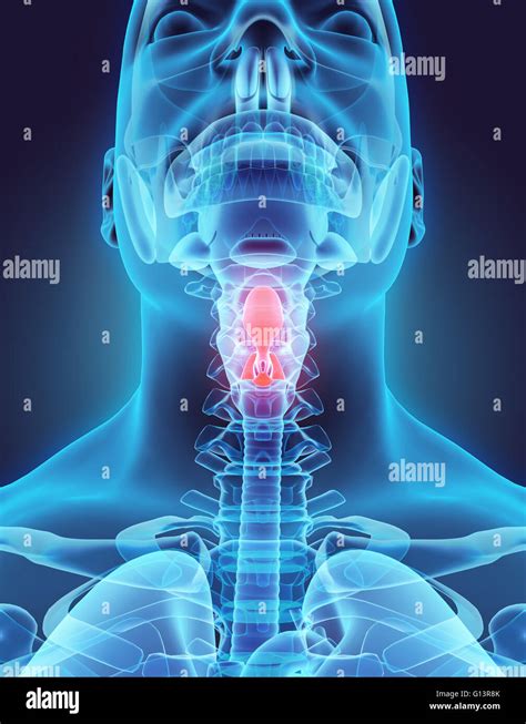 Human Epiglottis Function