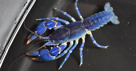 #bioPGH Blog: Blue Crayfish | Phipps Conservatory and Botanical Gardens ...