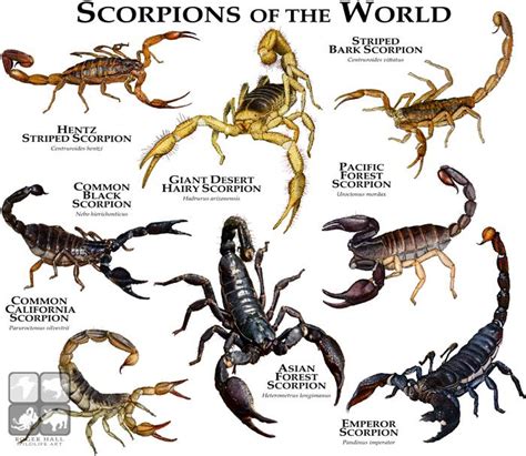 Types Of Animals, Animals Of The World, Animals And Pets, Haliaeetus Leucocephalus, Reptiles And ...