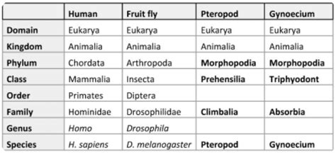 Taxonomy Chart 101 - Definition, Classifications & Examples | Edrawmax