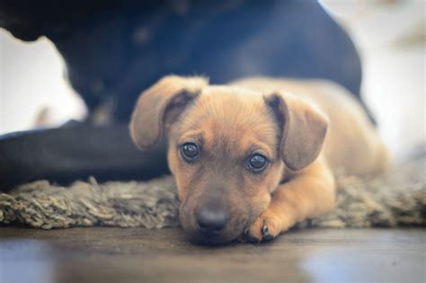 cute-sad-puppy | AnimalKind