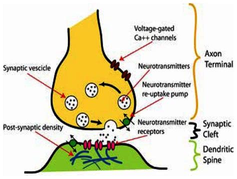 Synaptic Terminal Diagram