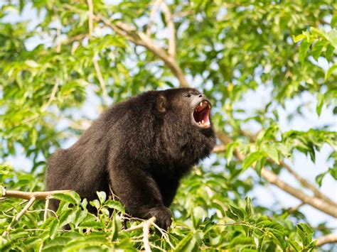 11 Incredible Amazon Rainforest Monkeys • I Heart Brazil