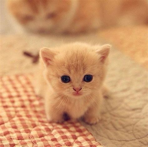 Pin by Stephen on Too Cute | Cute baby cats, Cute cats, Kittens cutest