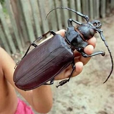 Worlds Largest Insect