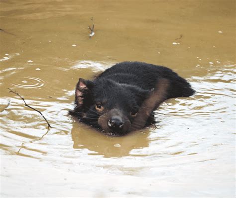 Tasmanian Devil Sounds like a Devil and Has the Strongest Bite Force - Odd Facts