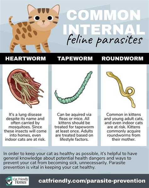 Common Feline Parasites | Vet medicine, Animal medicine, Veterinarians medicine