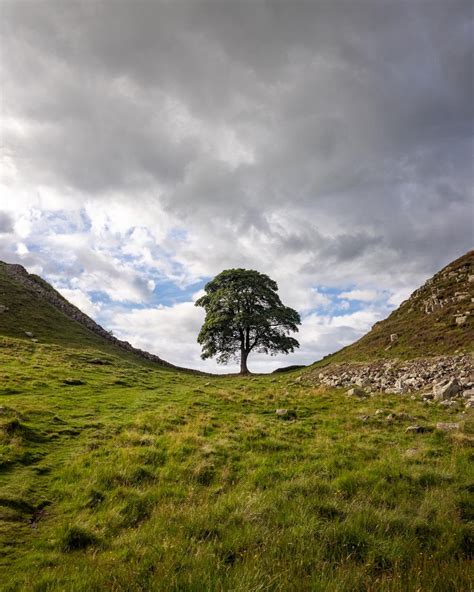 Sycamore Gap: Things to know before visiting & the shortest walk to get there — Walk My World