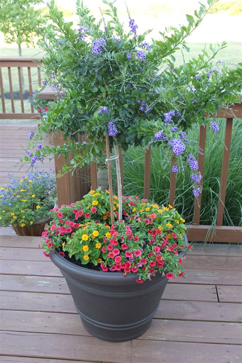 Pin by Amy Curtis on Garden Party | Container gardening, Outdoor ...