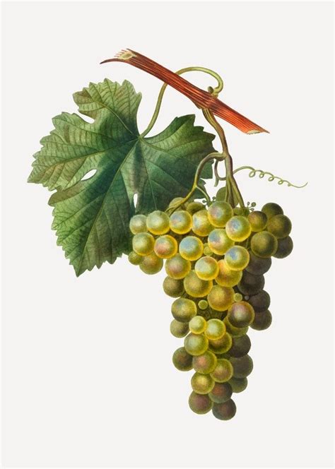 Grappolo d'uva verde | Vettore Gratis | Fruit wall art, Grapes, Green grapes