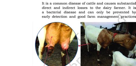 2: Mastitis in goat (a) Enlarged view of mastitic udder (b) Mastitis in... | Download Scientific ...