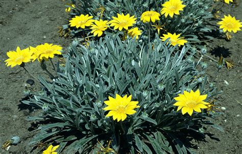 Gazania rigens - Alchetron, The Free Social Encyclopedia