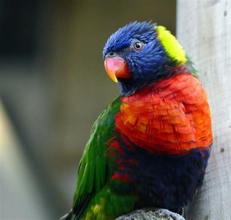 Rainbow Lorikeet Resting on Perch · Free Stock Photo