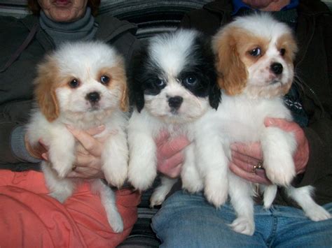 Cava-Tzu (Cavalier King Charles Spaniel Shih-Tzu Mix) Temperament, Puppies, Pictures