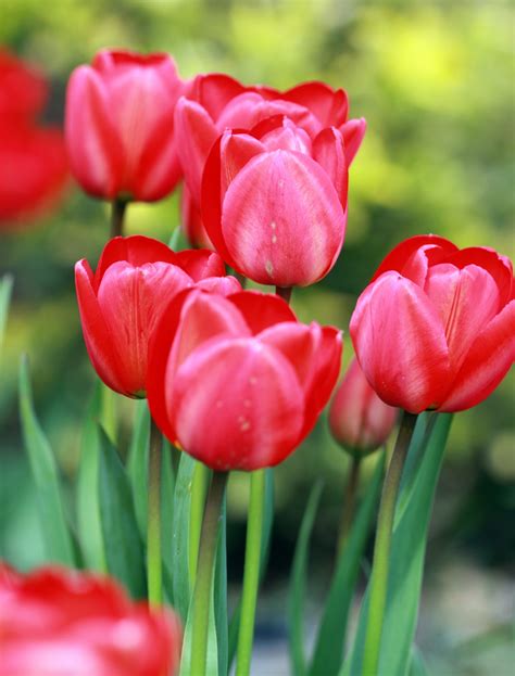 Red Tulips In Garden Free Stock Photo - Public Domain Pictures