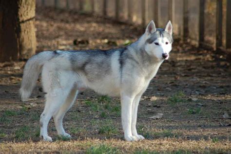 Siberian Husky Dog - Profile | Care | Facts | Traits | Health | Diet - Dog Dwell