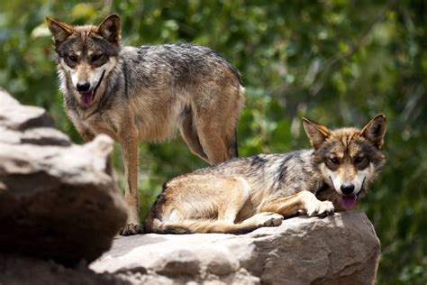 Critically endangered Mexican gray wolf population rebounding — but ...