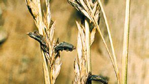 Ergot fungus | fungus species | Britannica