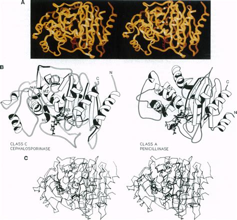 (A) Stereoview of a ribbon representation of the ampC cephalosporinase... | Download Scientific ...