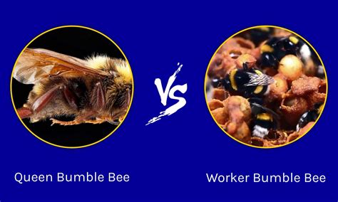 Queen Bumble Bee vs. Worker Bumble Bee: 6 Key Differences - A-Z Animals