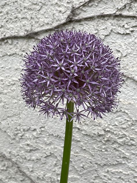 Allium : r/flowers