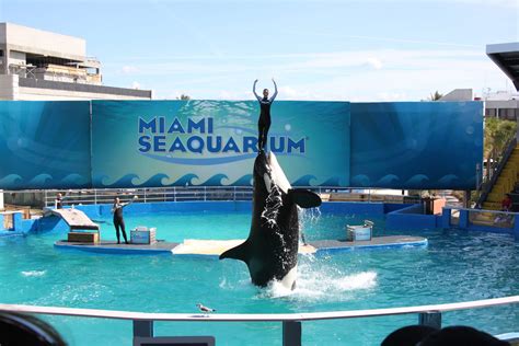 Miami Seaquarium: Miami, FL - Been There Done That Trips