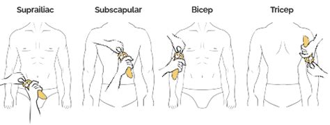 Skinfold Body Fat Calculator