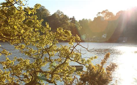 A walk around Trelissick Gardens - Dog Friendly Cornwall