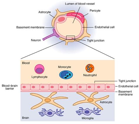 What is the blood-brain barrier? — Brain Stuff