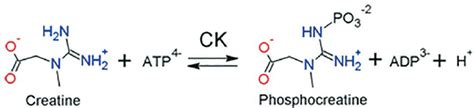 Creatine Kinase Reaction. Software; Advanced Chemistry Development /... | Download Scientific ...