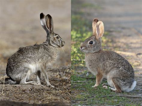 What’s the Difference Between Rabbits and Hares? | Britannica