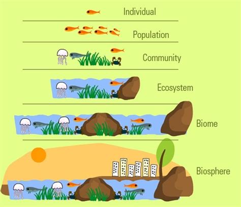 ECOSYSTEMS - Yoder's Classroom Connection