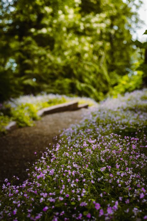 Akureyri Botanical Garden, Iceland