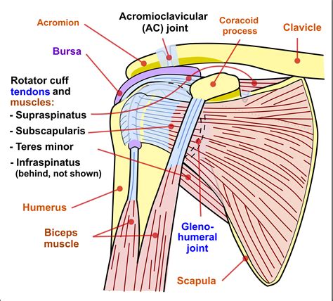 Anatomy of the Shoulder - Part 3 (Muscular Structures) - MUJO