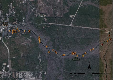 1.27. Map of American alligator capture locations along Silver River,... | Download Scientific ...