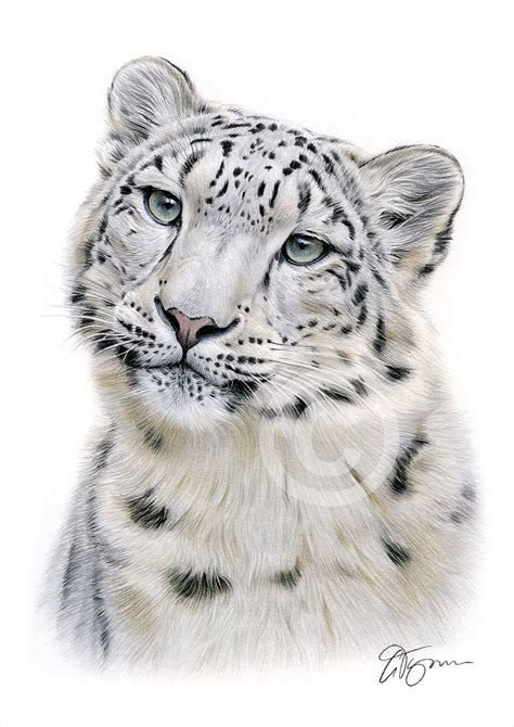 Snow Leopard Color Pencil Drawing Print Big Cat Art | Etsy