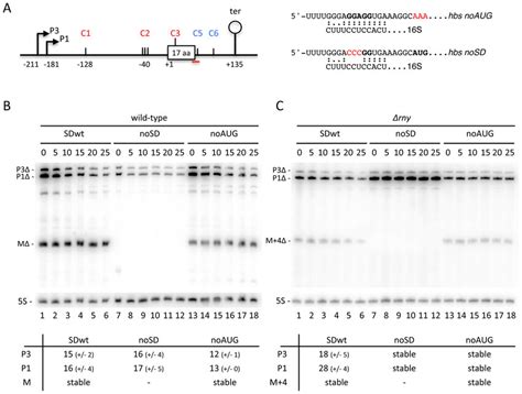 Mutation of the Shine-Dalgarno (SD) sequence of the hbsΔ mRNA leads to... | Download Scientific ...