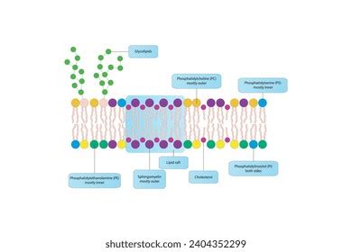 Diagrams Showing Schematic Structure Cytoplasmatic Membrane Stock ...