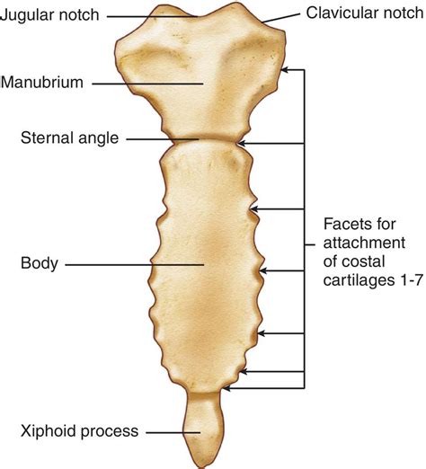 Sternum | Anatomy Ref | Pinterest