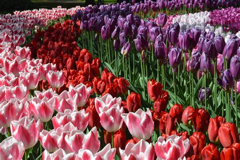 How To Plant Tulip Bulbs & Tips For Long-Lasting Blooms