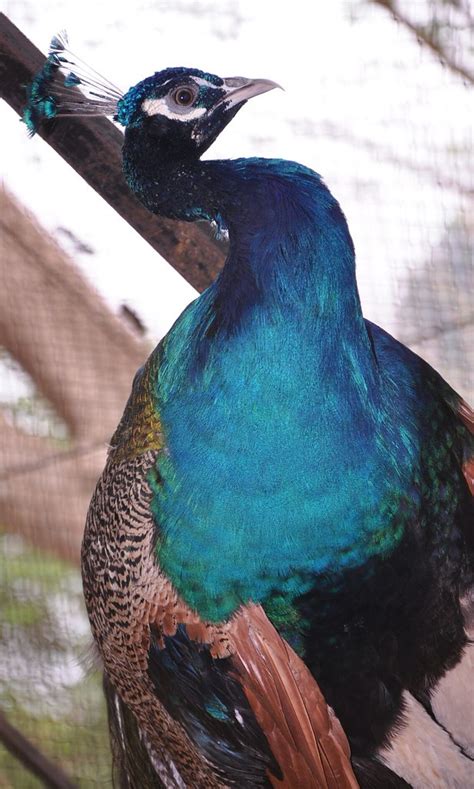 Burung Merak Biru | Indian Peafowl, Burung Merak Indian | dediacad | Flickr