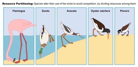 Resources Partitioning - Rethink Biology Notes