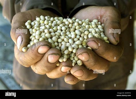 Genetically modified soybeans hi-res stock photography and images - Alamy